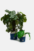 Plant Pot Covers in  Mid Wash Print (2 Pack)