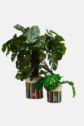 Plant Pot Covers in Rainbow Stripe Print (2 Pack)